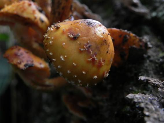 ����: http://blogimg.goo.ne.jp/user_image/51/3f/c3f82bc523aaef841c729a4412d6d581.jpg