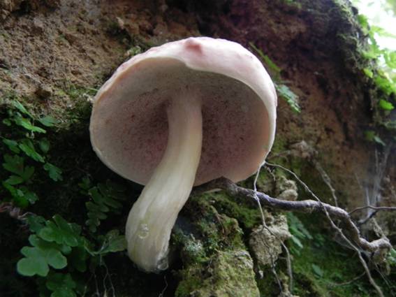 ����: http://blogimg.goo.ne.jp/user_image/07/50/aa96914fc4aa0df2e359001276f29099.jpg