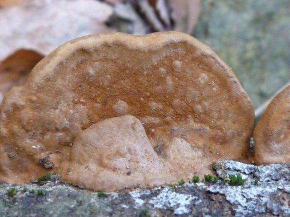 ����: http://www.geocities.jp/cystidia/201101kinoko/clip_image14.jpg