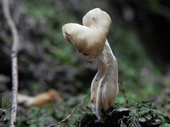 ����: DSCN6690