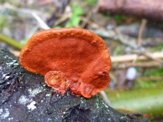 ����: http://www.geocities.jp/cystidia/mysite1/201104/clip_image66.jpg