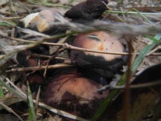 ����: http://www.geocities.jp/cystidia/201106kinoko/clip_image168.jpg