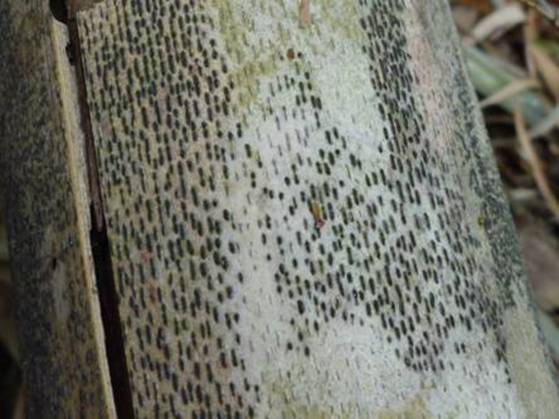 ����: http://www.geocities.jp/cystidia/mysite1/201105/clip_image014.jpg