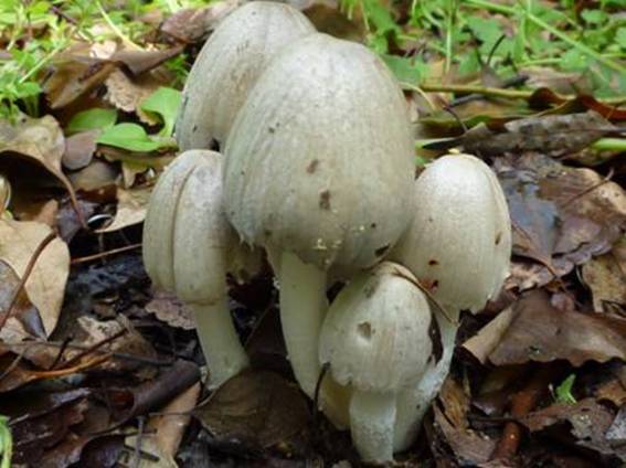 ����: http://www.geocities.jp/cystidia/mysite1/201104/clip_image85.jpg