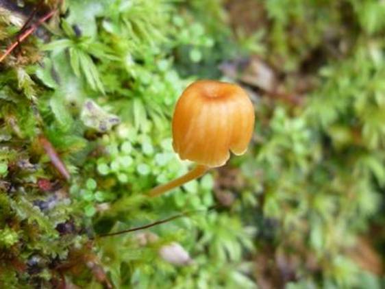 ����: http://www.geocities.jp/cystidia/201105kinoko/clip_image102.jpg