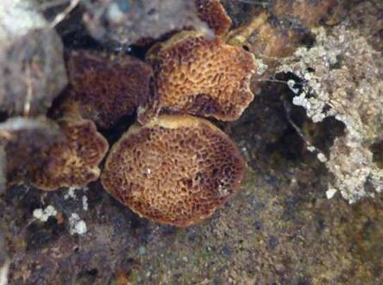 ����: http://www.geocities.jp/cystidia/mysite1/201104/clip_image92.jpg