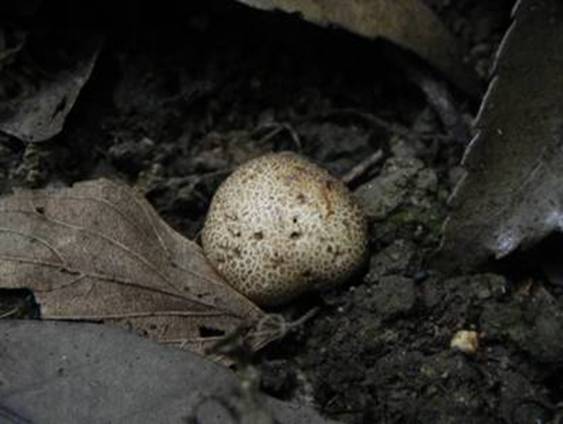 ����: http://www.geocities.jp/cystidia/201106kinoko/clip_image166.jpg