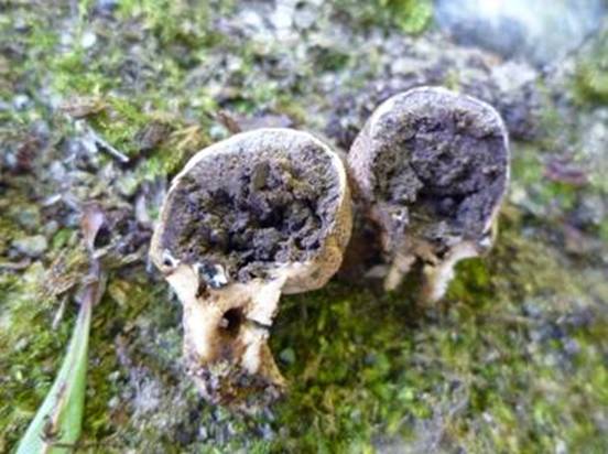 ����: http://www.geocities.jp/cystidia/201106kinoko/clip_image203.jpg