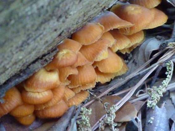 ����: http://www.geocities.jp/cystidia/201105kinoko/clip_image66.jpg