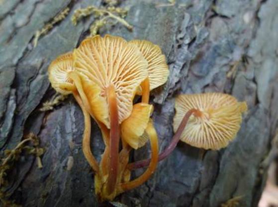 ����: http://www.geocities.jp/cystidia/201105kinoko/clip_image67.jpg