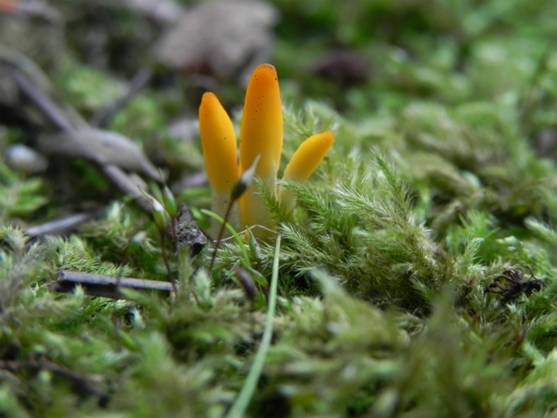 ����: DSCN7001