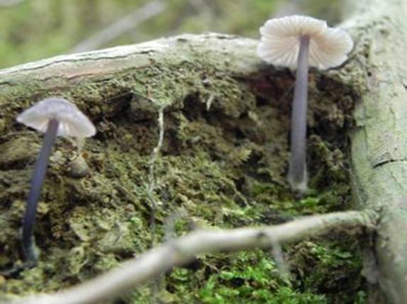 ����: http://www.geocities.jp/cystidia/201107kinoko/clip_image37.jpg