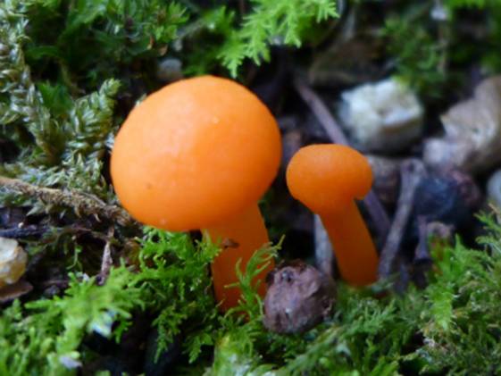 ����: http://blogimg.goo.ne.jp/user_image/48/54/97a86399d9c7b8d619b152665053d588.jpg