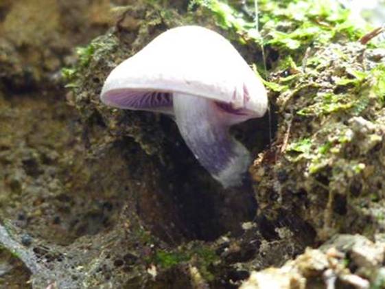 ����: http://www.geocities.jp/cystidia/mysite1/201104/clip_image93.jpg