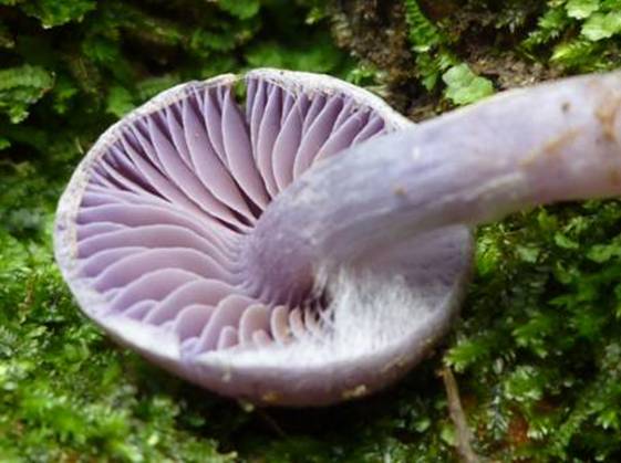 ����: http://www.geocities.jp/cystidia/mysite1/201104/clip_image95.jpg