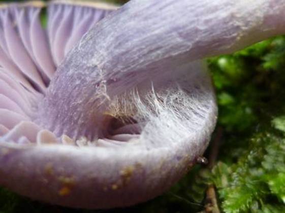 ����: http://www.geocities.jp/cystidia/mysite1/201104/clip_image96.jpg