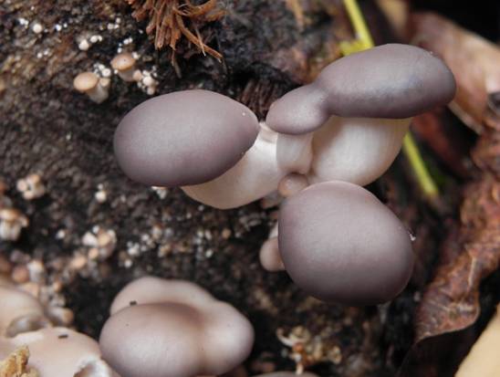 ����: DSCN6513