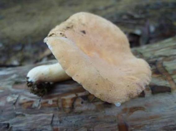 ����: http://www.geocities.jp/cystidia/201107kinoko/clip_image002.jpg