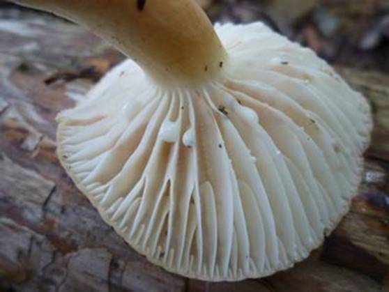 ����: http://www.geocities.jp/cystidia/201107kinoko/clip_image003.jpg