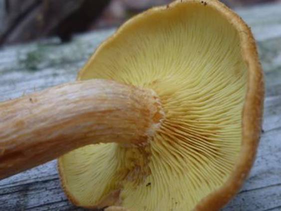 ����: http://www.geocities.jp/cystidia/201106kinoko/clip_image91.jpg