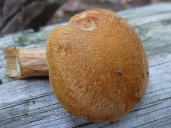 ����: http://www.geocities.jp/cystidia/201106kinoko/clip_image92.jpg