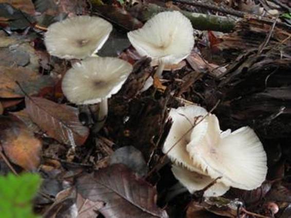 ����: http://www.geocities.jp/cystidia/201106kinoko/clip_image121.jpg