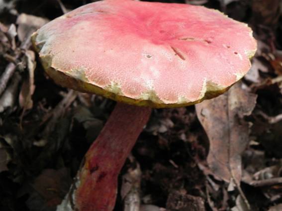 ����: http://blogimg.goo.ne.jp/user_image/07/d2/69d2d7f3c9d9289041e81edda4b05479.jpg