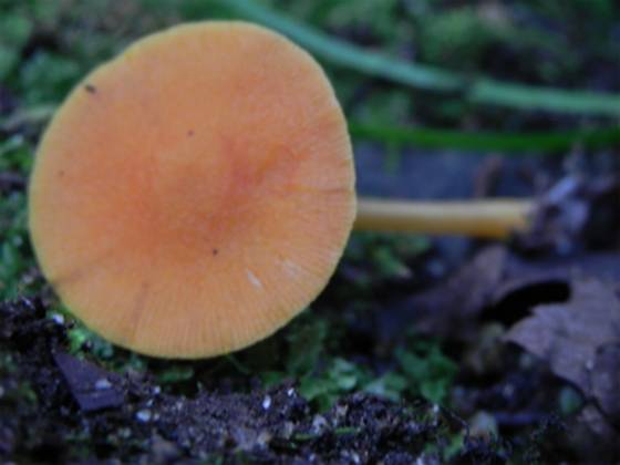 ����: http://blogimg.goo.ne.jp/user_image/43/e8/f6a49b233deb61cc118e03b21a370155.jpg