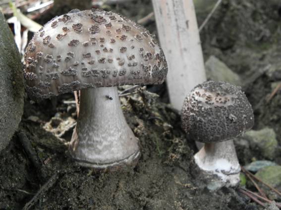 ����: http://blogimg.goo.ne.jp/user_image/76/07/ef671cb596f4c35fdbdb2d8ceedf02ec.jpg