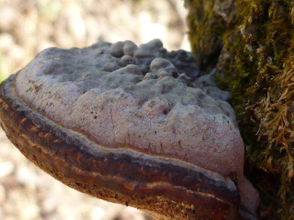 ����: http://www.geocities.jp/cystidia/201102kinoko/clip_image005.jpg