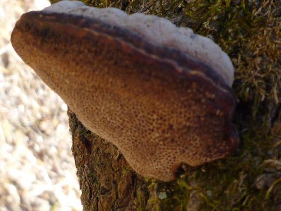 ����: http://www.geocities.jp/cystidia/201102kinoko/clip_image006.jpg