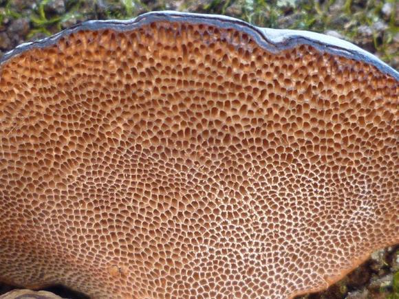 ����: http://www.geocities.jp/cystidia/201102kinoko/clip_image004.jpg