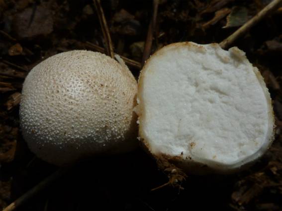 ����: http://blogimg.goo.ne.jp/user_image/20/86/0dc3bbb9bdd9e146a174b19c282e1986.jpg