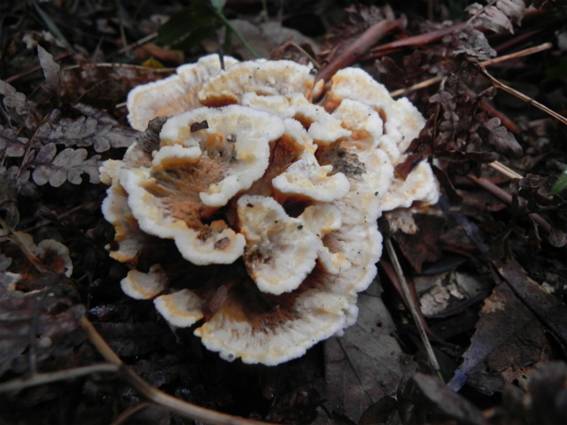 ����: http://blogimg.goo.ne.jp/user_image/6a/ab/f203528c0c5186443f2907a44b734509.jpg