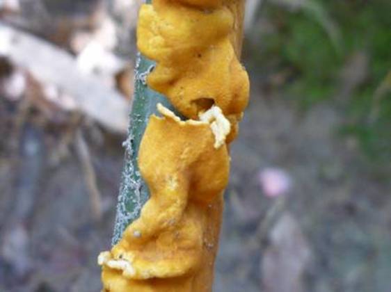 ����: http://www.geocities.jp/cystidia/mysite1/20110402/clip_image17.jpg