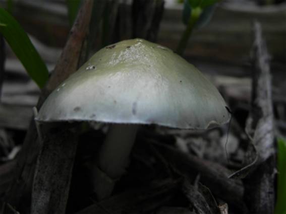 ����: http://blogimg.goo.ne.jp/user_image/7e/ee/c89c58d915ac06578d1bcd5b714a7cd5.jpg