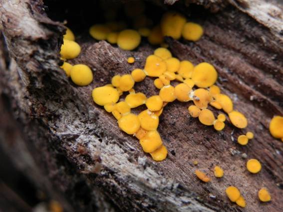 ����: C:\Users\Public\Pictures\20111219\resized\DSCN7204.jpg