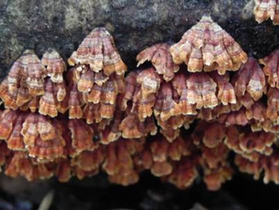 ����: http://www.geocities.jp/cystidia/201108kinoko/clip_image42.jpg