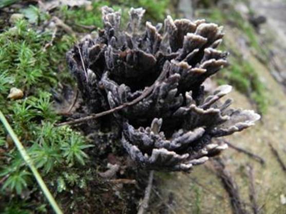 ����: http://www.geocities.jp/cystidia/201107kinoko/clip_image212.jpg