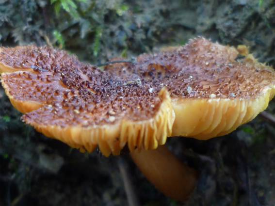 ����: http://blogimg.goo.ne.jp/user_image/2d/d8/fc64b422e19d89784cbaa8910d583f1c.jpg