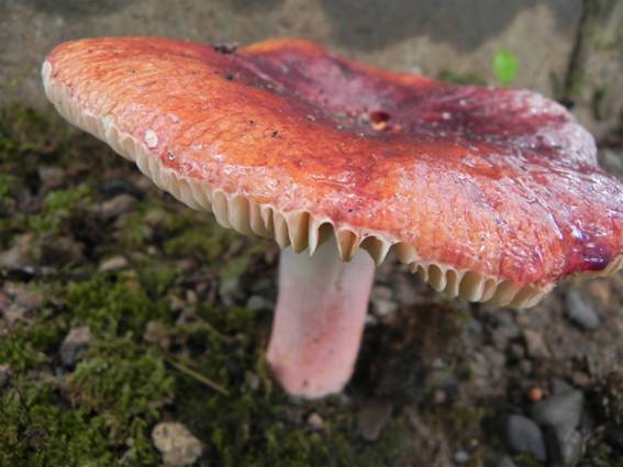 ����: http://blogimg.goo.ne.jp/user_image/4a/db/7c350eb4f975e8b7d6f791b01fe2d99a.jpg