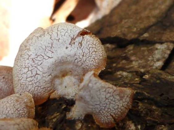 ����: http://www.geocities.jp/cystidia/mysite1/201104/clip_image49.jpg