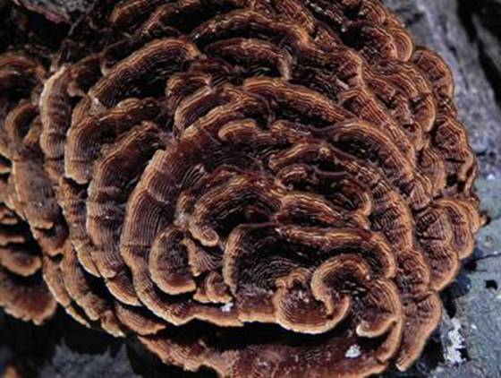 ����: http://www.geocities.jp/cystidia/201106kinoko/clip_image167.jpg