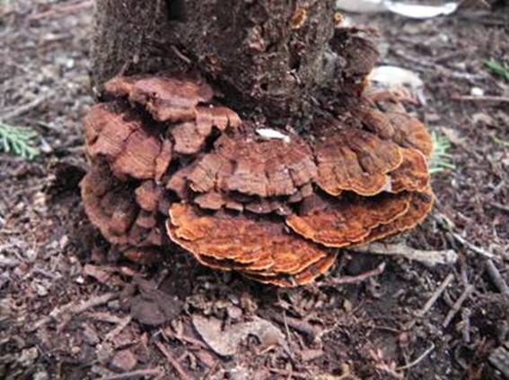 ����: http://www.geocities.jp/cystidia/201107kinoko/clip_image188.jpg