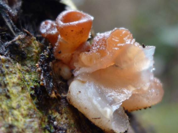 ����: http://blogimg.goo.ne.jp/user_image/69/b8/d5329589f2c08035c03f7567b26bf79b.jpg