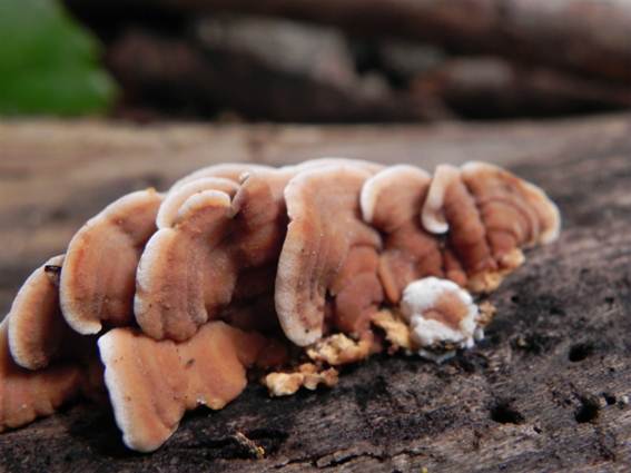 ����: http://blogimg.goo.ne.jp/user_image/5c/cf/b37b72399589185681d3deb93481c7bb.jpg