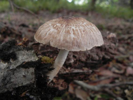 ����: http://blogimg.goo.ne.jp/user_image/4a/a0/b5bc52ddd5ec03a22f3dc2e88b766655.jpg