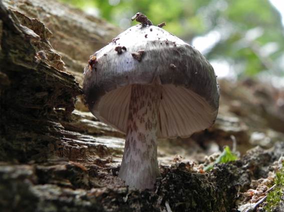 ����: http://blogimg.goo.ne.jp/user_image/7b/bc/619805581edbdb6709da79a97225b660.jpg