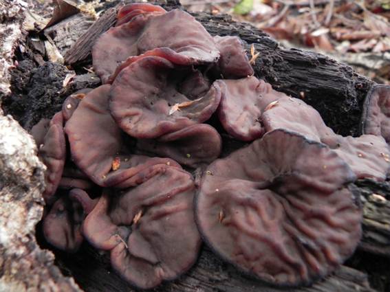 ����: http://blogimg.goo.ne.jp/user_image/63/25/8f9152dcb61b8ce84a2059d4f3f95b98.jpg