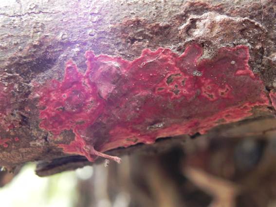 ����: http://blogimg.goo.ne.jp/user_image/40/c1/dc82f67e3484f1bbbfdc7695c950fbc3.jpg